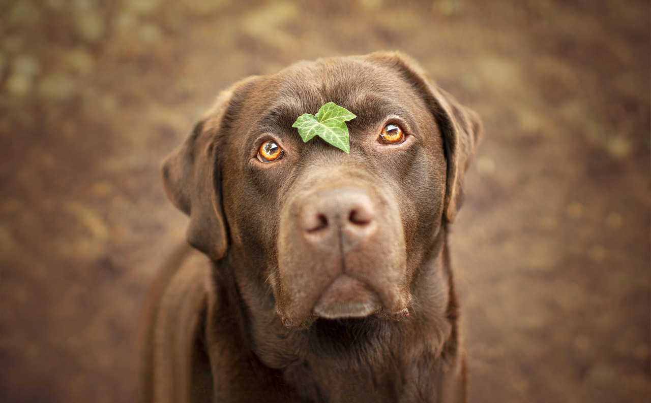 Labrador Retriever Puppy